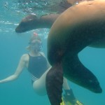 duiken-galapagos